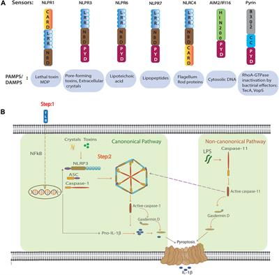 Inflammasome Activation in Myeloid Malignancies—Friend or Foe?